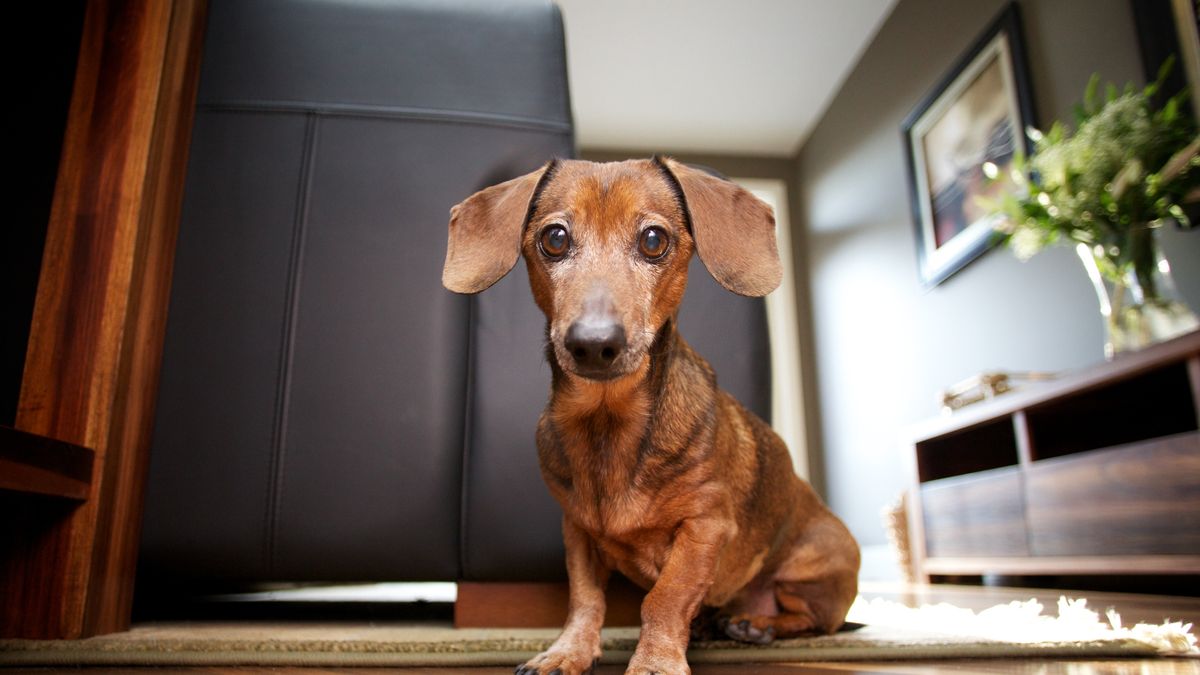 10 razas de perros ideales para casa pequeña o departamento, Sociedad, La  Revista