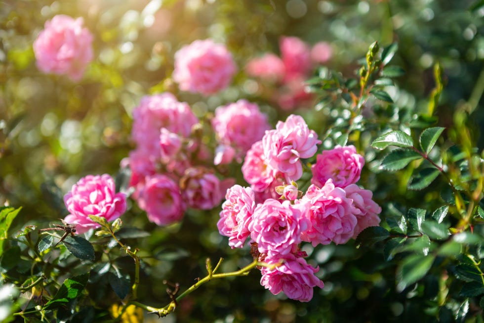 patio plants, close up of pink roses outdoors