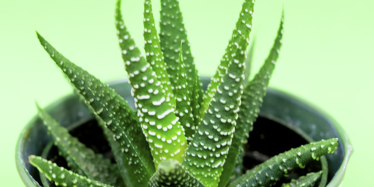 how to grow aloe vera plant, aloe in a decorated pot