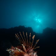 GettyImages-1129502416 De koraalduivel is een invasieve soort die van oorsprong voorkomt in de Indische Oceaan en het zuidwestelijke deel van de Grote Oceaan De vissen komen inmiddels ook voor in delen van het Caribisch gebied en het westen van de Atlantische Oceaan en nu ook voor de kust van Brazili Het zijn fanatieke jagers en ze kennen geen natuurlijke vijanden van belang behalve de mens