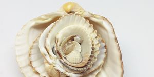 Close-Up Of Sea Shells Against White Background