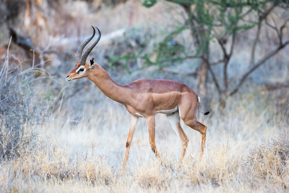 an adult gerenuk taken in samburu, kenya