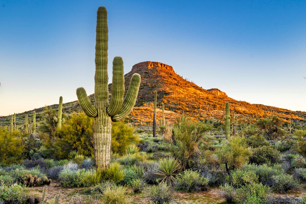 the image shows a large well formed saguaro cactus in the foreground and typical sonoran desert scene in the mid ground with a mountain lighted by the rising sun in the distance