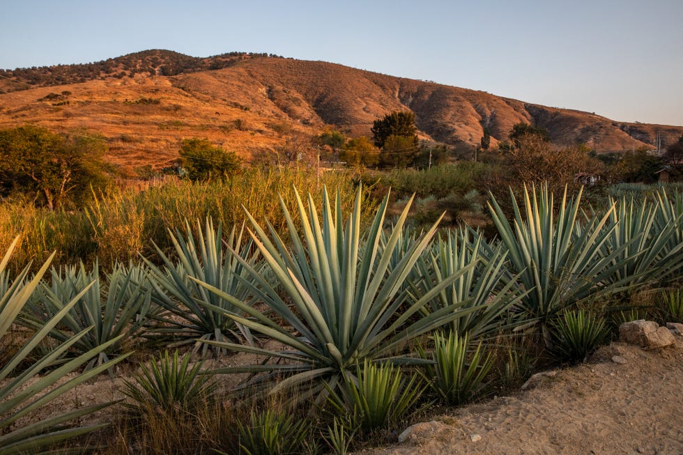 maguey plants grow in a field in oaxaca state, mexico