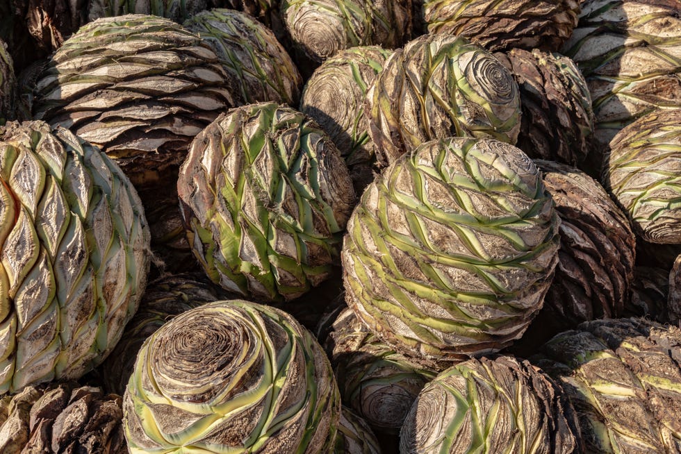 huge agave hearts used to distill mexican mezcal
