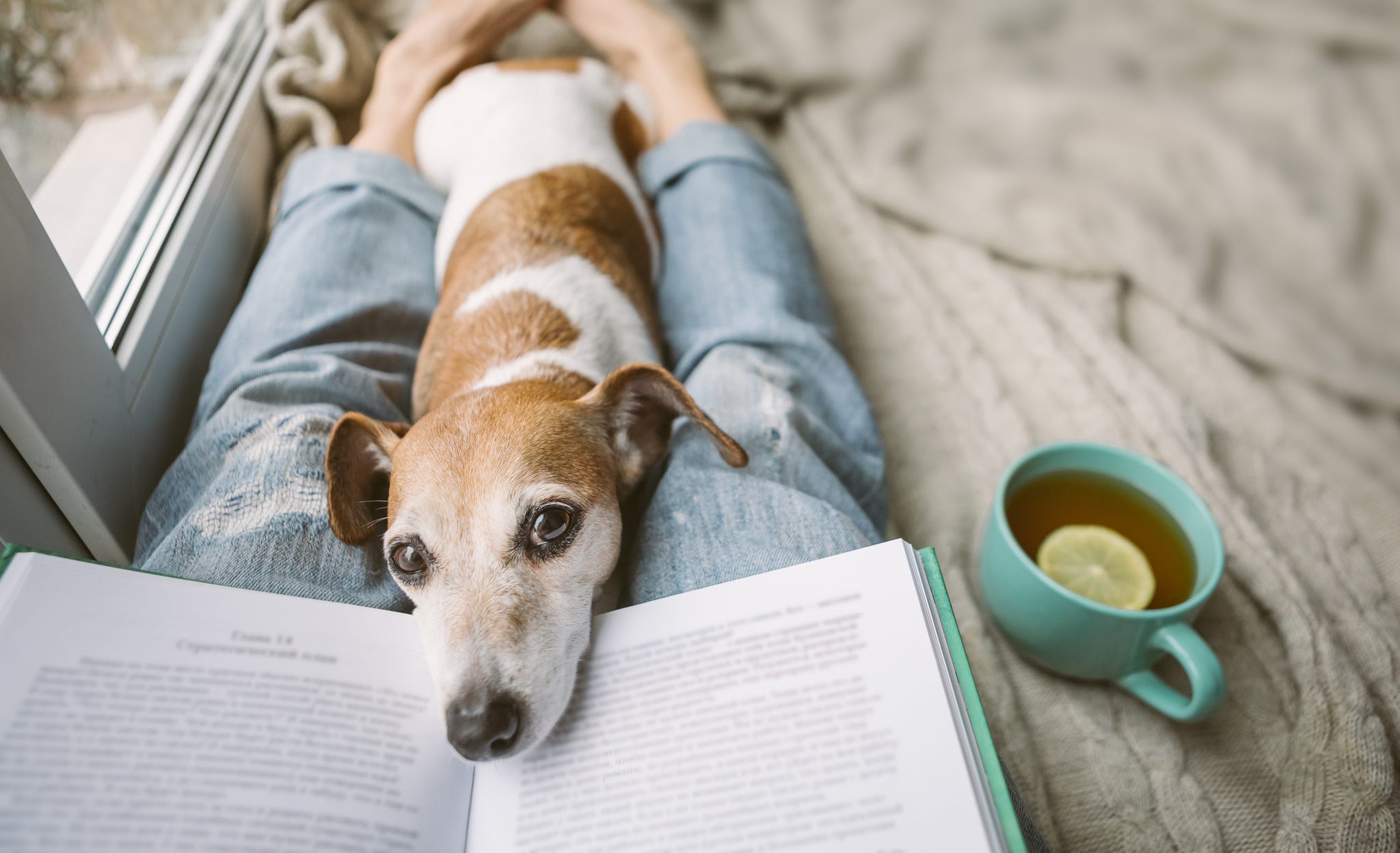 Cani Coronavirus cosa fanno i nostri cani durante l'emergenza