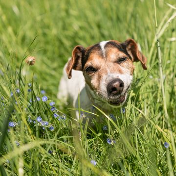een kleien hond eet gras