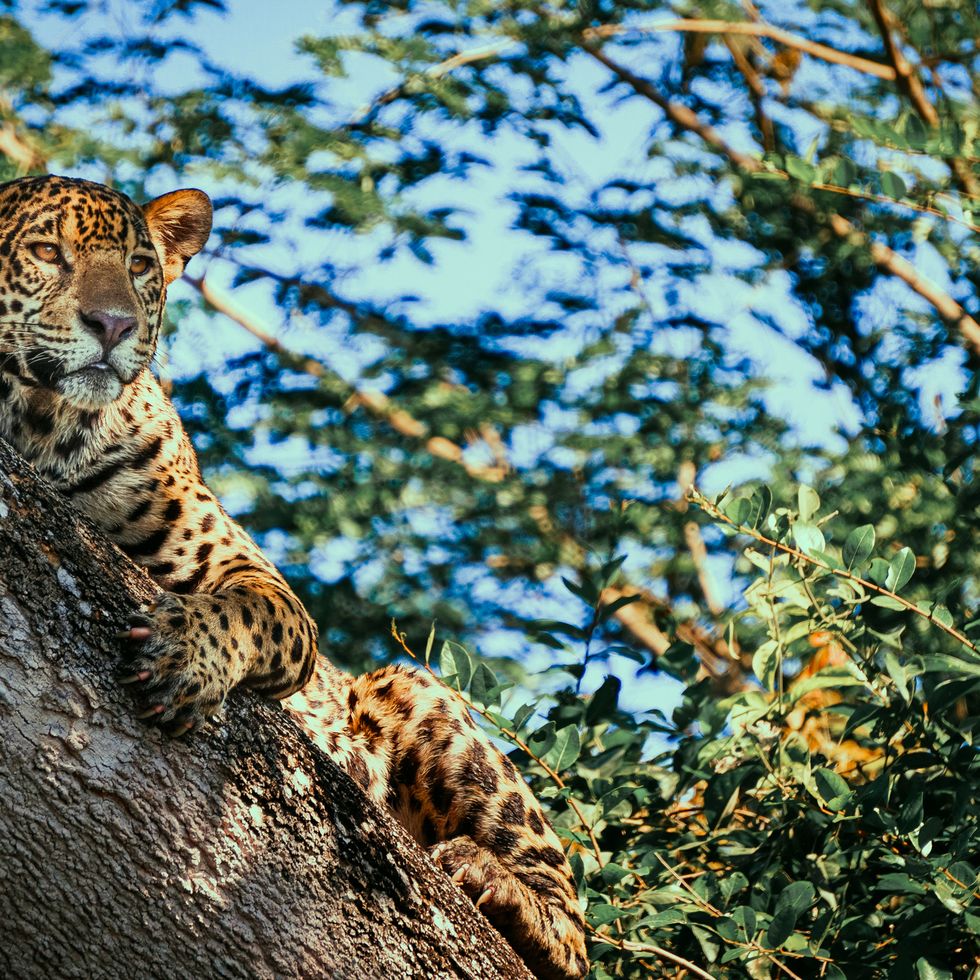 Big Five Jaguar Pantanal Brazil Safari Leopard Resting on Tree Wild Animal Watching