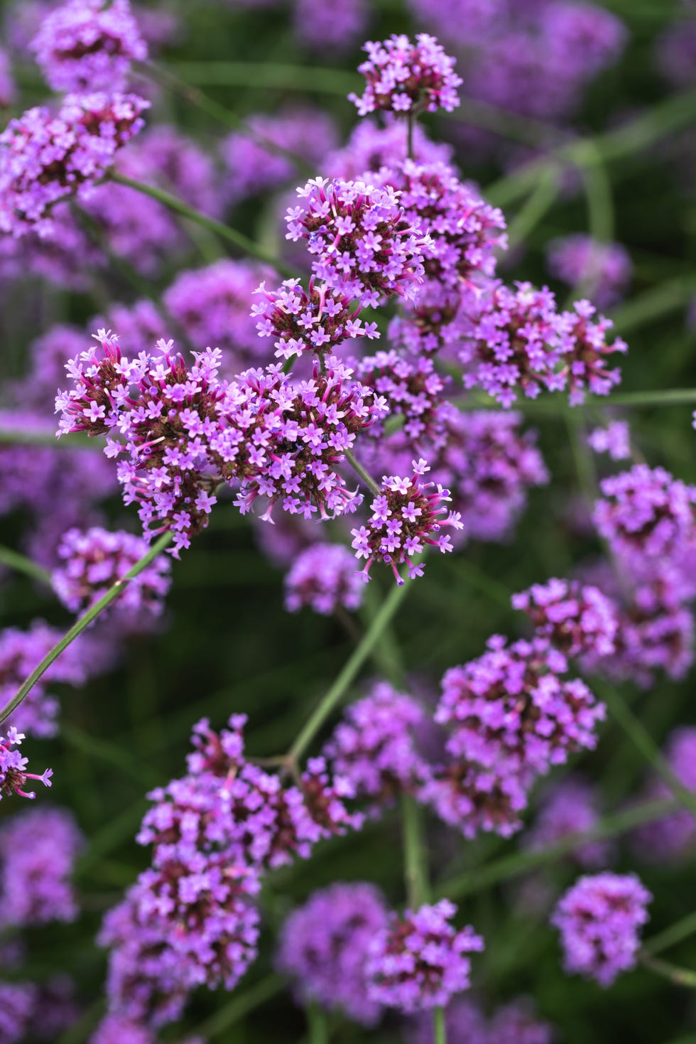 Close-up of flowers with Fulda Krager lilac garden in the background