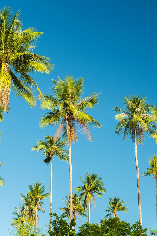 beautiful coconut palms tree on blue sky