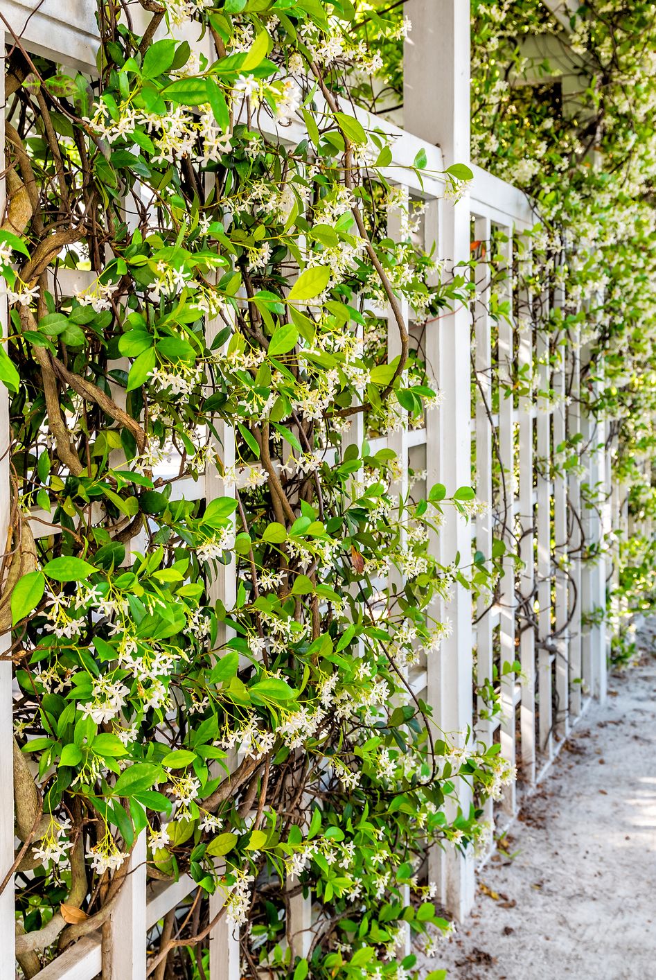 closeup of patio outdoor spring white clematis flower garden in backyard porch of home and romantic wood with pergola wooden arch path creeping climbing covering vine plants