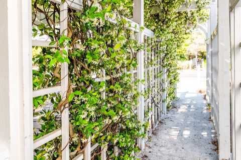 closeup of patio outdoor spring white clematis flower garden in backyard porch of home and romantic wood with pergola wooden arch path creeping climbing covering vine plants