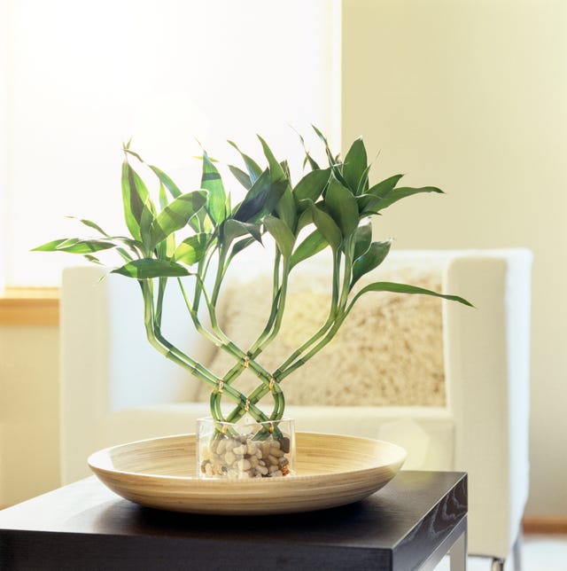lucky bamboo plant care