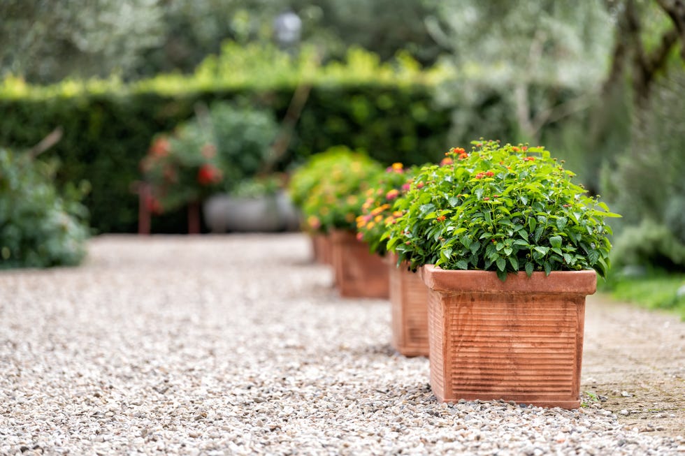 mediterranean garden