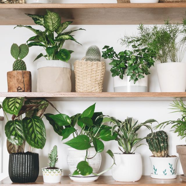 stylish wooden shelves with green plants and black watering can modern room decor cactus, dieffenbachia, asparagus, epipremnum, calathea,dracaena,ivy, palm,sansevieria in pots on shelf