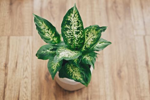 Repotting plant concept. Dieffenbachia plant potted with new soil into new modern pot on wooden floor. Closeup on fresh green leaves