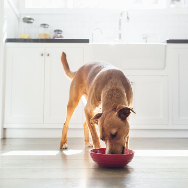 front view of tan coloured dog in kitchen eating from red bowl