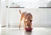 front view of tan coloured dog in kitchen eating from red bowl
