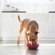Front view of tan coloured dog in kitchen eating from red bowl front view of tan coloured dog in kitchen eating from red bowl