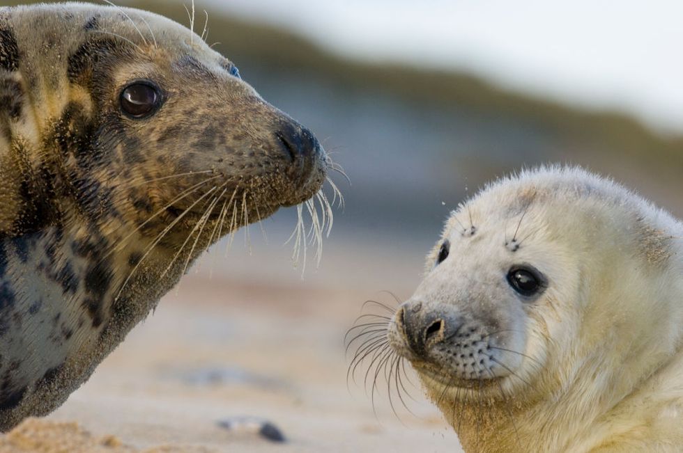 Record Number Grey Seals Been Born This Year Blakeney Point