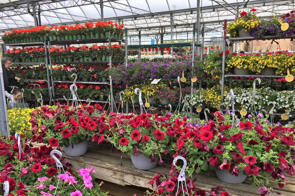 flowers and plants at a garden center and plant nursery as spring season arrives in toronto, ontario, canada photo by creative touch imaging ltdnurphoto