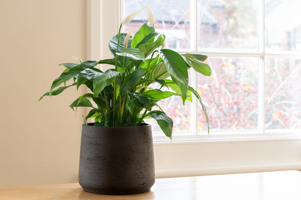 peace lily