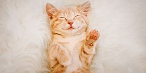 cute photos of cats orange cat