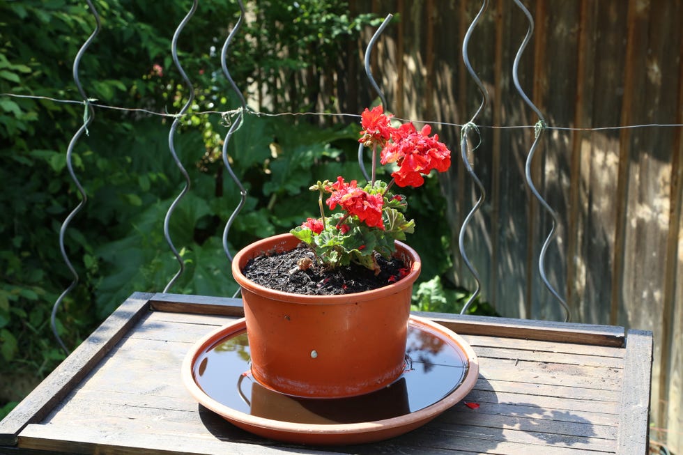geranium beautiful balcony flowers