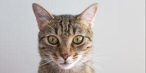 Close-Up Portrait Of Cat Against White Background