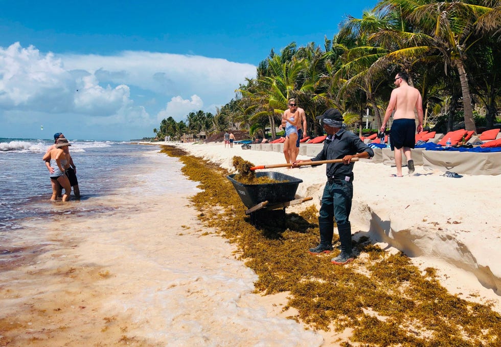 Een medewerker schept sargassum in mei 2019 op van het strand bij Tulum in de Mexicaanse staat Quintana Roo Hotels en resorts langs de kust hebben fulltime personeel in dienst en geven duizenden dollars uit om te voorkomen dat het zeewier zich op de stranden ophoopt
