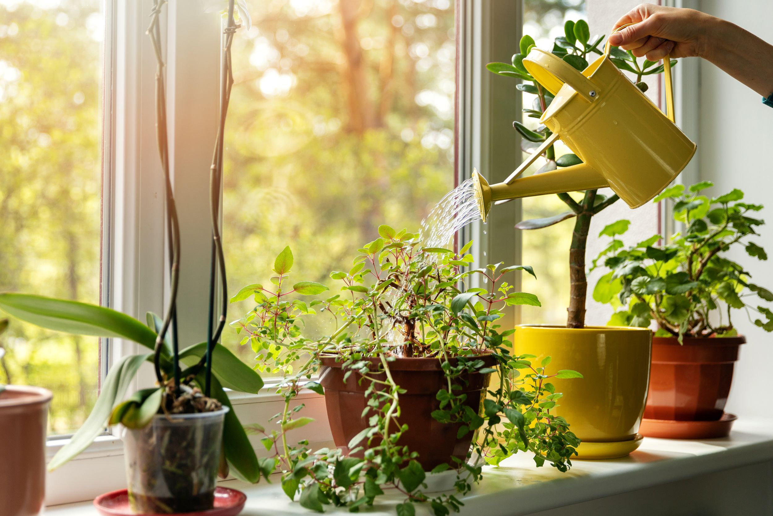 幸運☆観葉植物カラテア葉っぱ ステンドグラス風 ／開運 ／風水 - その他