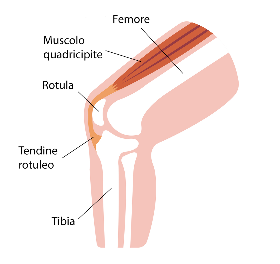 tendine rotuleo del ginocchio