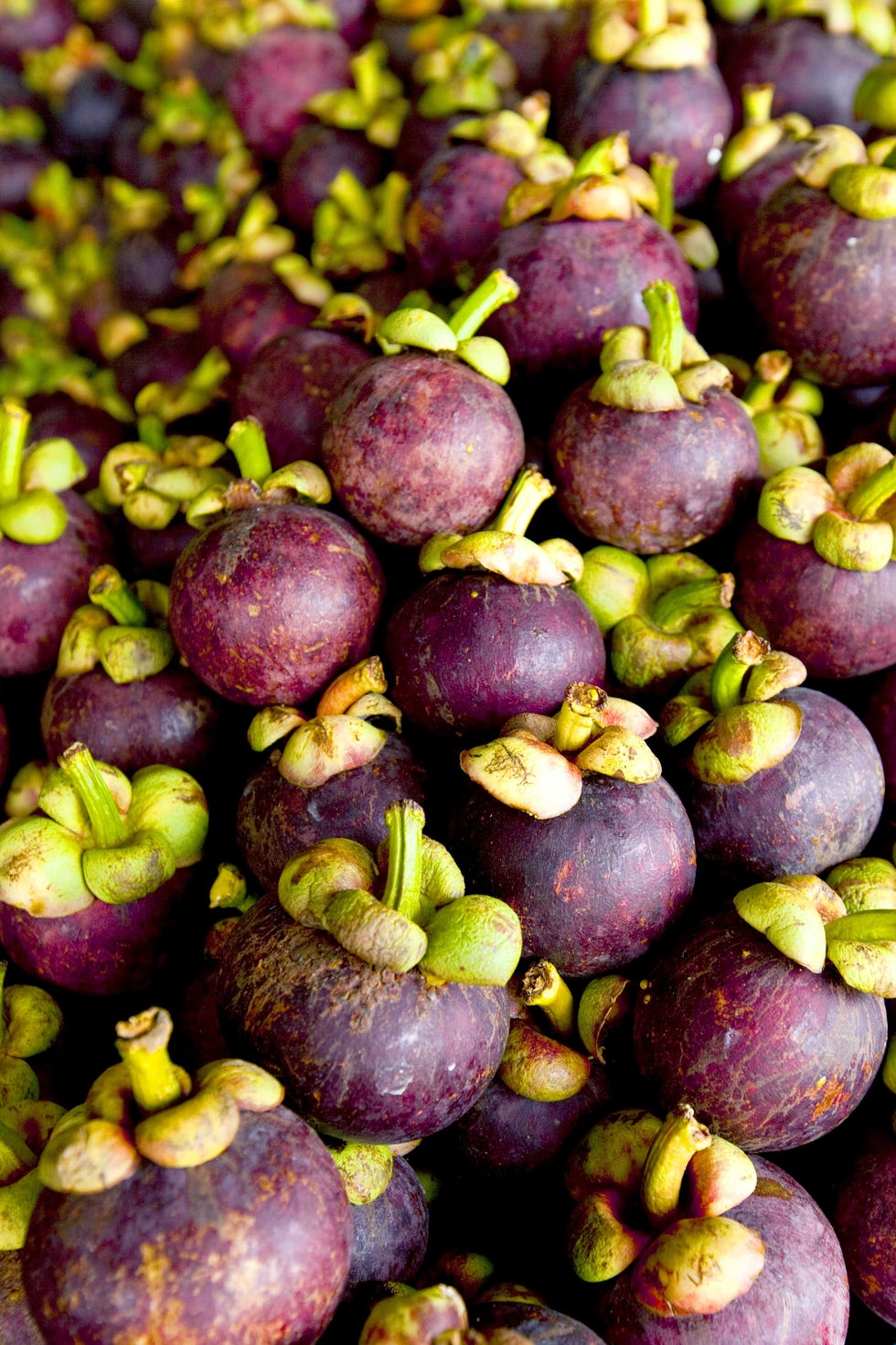 garcinia, cambogia, fruta, exotica