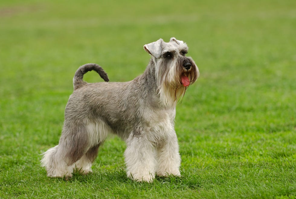 cuánto ejercicio necesita un cachorro schnauzer miniatura