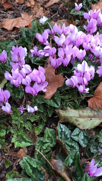stock photo of purple wild autumn cyclamen flowers, flowering cyclamen hederifolium plants with a carpet of pink flowers in alpine garden  sink garden under hedge with tubers  corms  ivy leaves  ivy leaved sowbread plant, chipped bark mulch covering soil surface