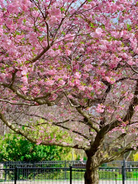 beautiful pink kanzan cherry blossom trees in full bloom on a beautiful toronto spring day cherry blossom trees were gifted to toronto from japan as a symbol of friendship and goodwill