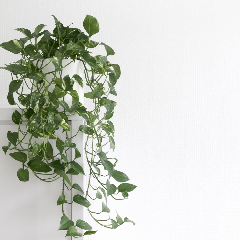 air purifying plants creeping houseplant epipremnum aurum, in a white pot, isolated in front of a white wall on a cupboard