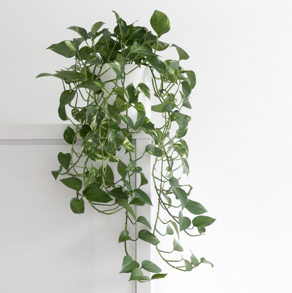 air purifying plants creeping houseplant epipremnum aurum, in a white pot, isolated in front of a white wall on a cupboard