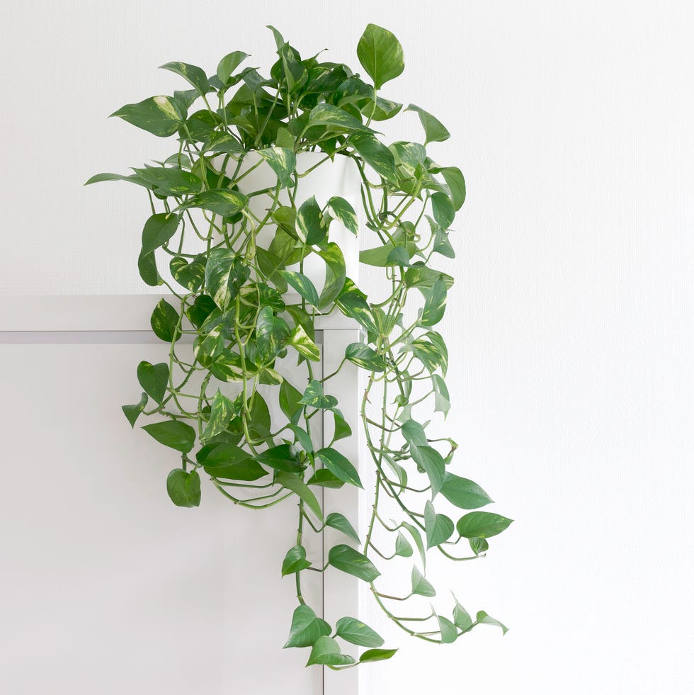plantas purificadoras de aire sala de estar luminosa con planta de interior en un armario en una olla blanca plantas purificadoras de aire planta de interior rastrera epipremnum aurum, en una olla blanca, aislada frente a una pared blanca en un armario