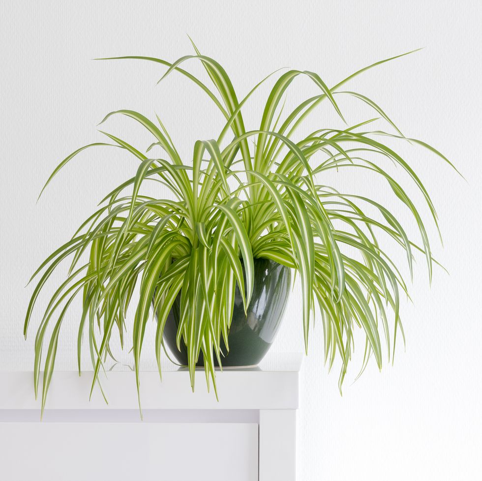 houseplant, chlorophytum comosum in front of a light wall in a green pot