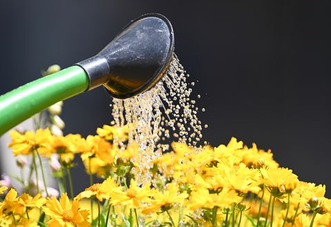 25 june 2019, baden wuerttemberg, freiburg a gardener watering the flowers "girl's eye coreopsis" at the cathedral market with a watering can photo patrick seegerdpa photo by patrick seegerpicture alliance via getty images