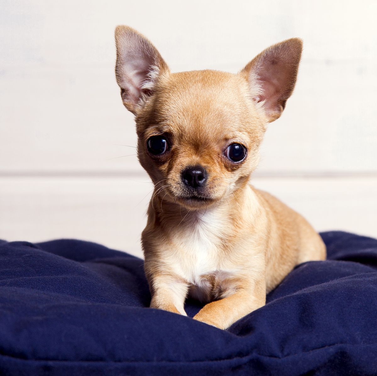 añadir insertar Coincidencia Chihuahuas: características y cuidados que necesitan