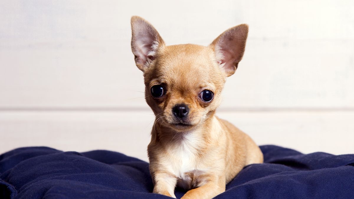 añadir insertar Coincidencia Chihuahuas: características y cuidados que necesitan
