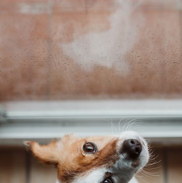 Close-Up Of Dog Looking Away By Window