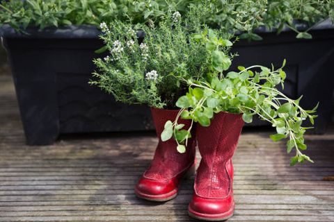 old boots recycled and repurposed as outdoor planters to grow fresh herbs thyme and oregano