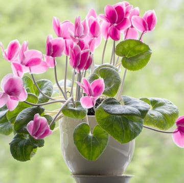 Cyclamen rosa cyclamen rosa