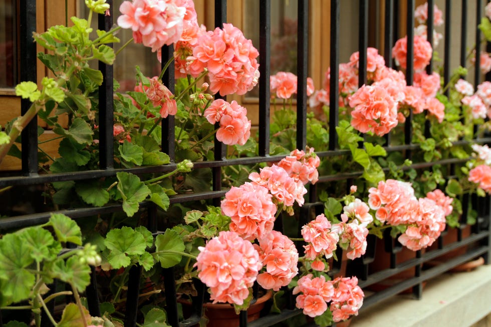 geranios de color rosa en una terraza
