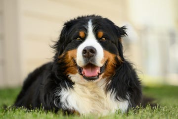 perro grande tumbado