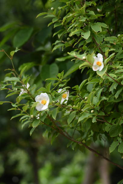 japanese stewartia stewartia pseudocamellia blossoms