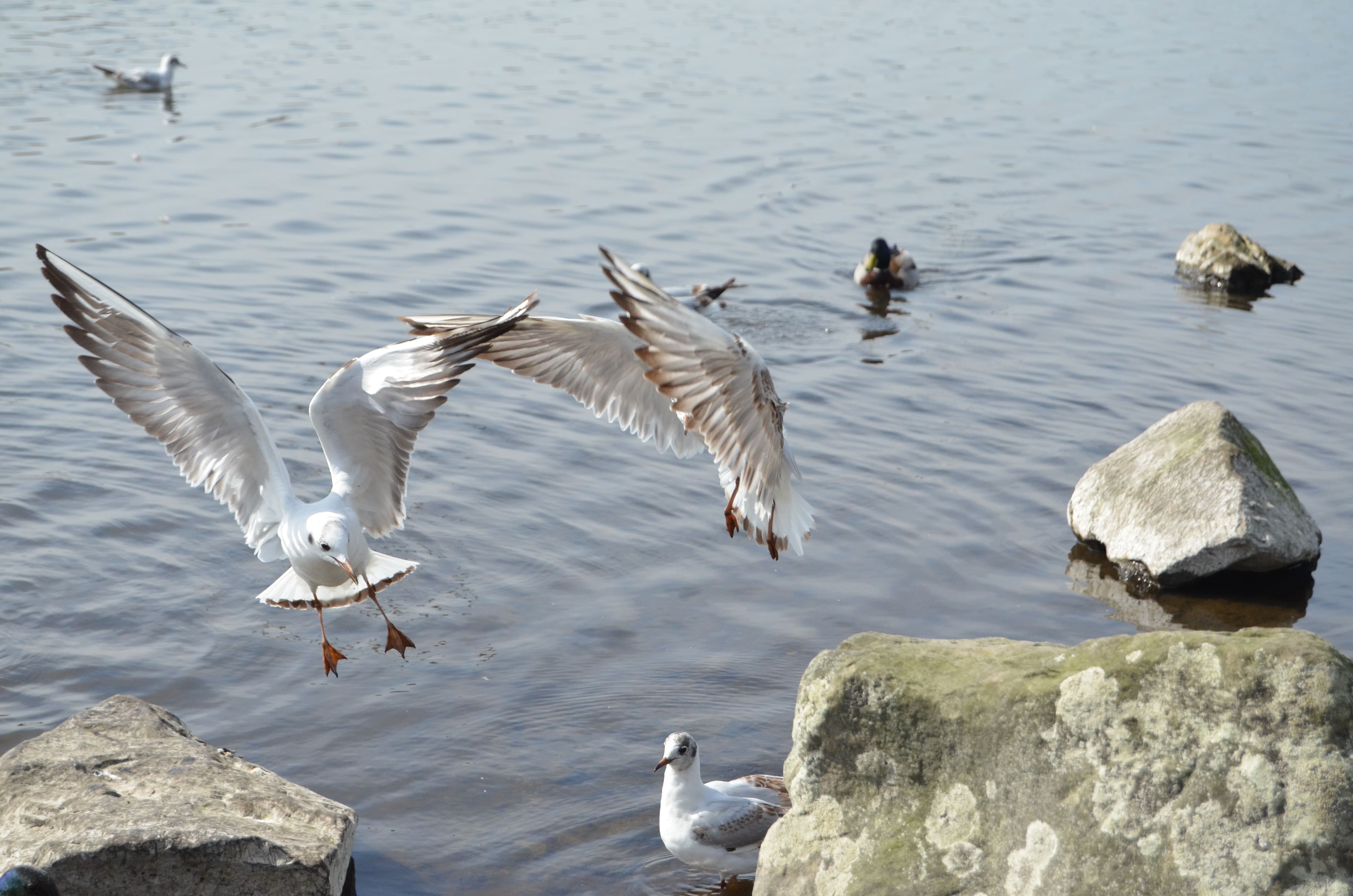 pennington flash nature reserve